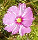 Beispiel für eine zweifache Anwendung des Wert invertieren Filters